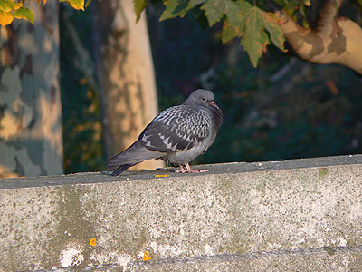pigeon de Paul.jpg