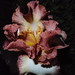 Orchid 1, 2011