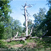 Dead Tree in Ashridge woods