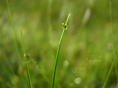 once upon a time, on a sunday morning...{grass}