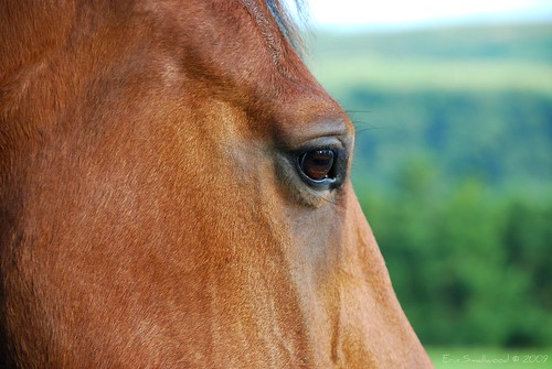 Horse lashes