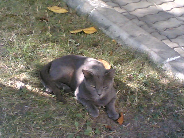 : Puma-like street cat