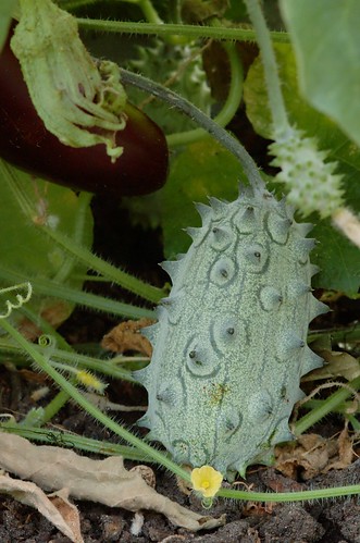 Cucumis metuliferus | Stekelaugurk - Kiwano - Horned melon
