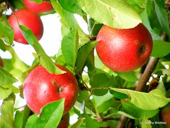 Ireland Orchard Apples-1