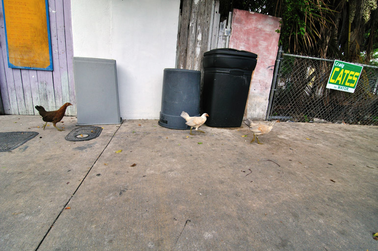 chickens_0175