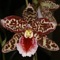 Odontoglossum Orchid