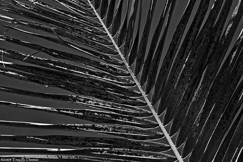 20090206_Frond_BW
