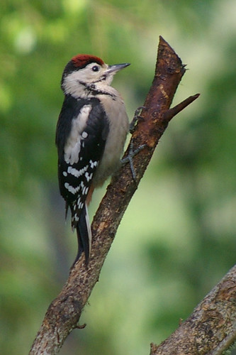 Young Woodpecker 2