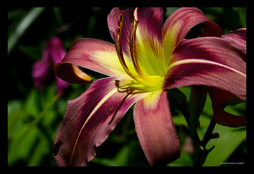 Daylily in the garden today by you.