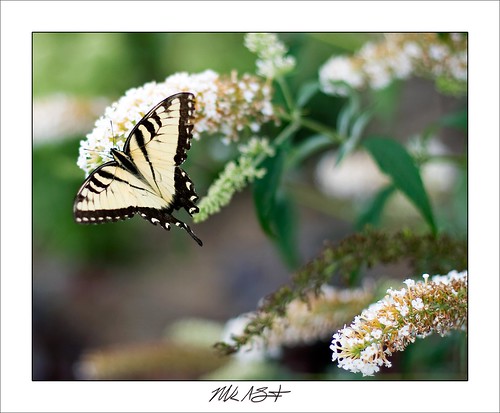 Butterfly on White Butterfly Bush