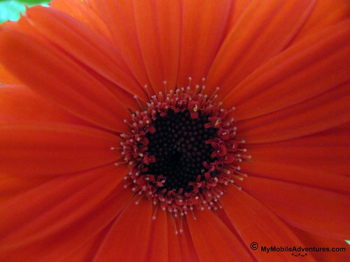IMG_1682-WDW-EPCOT-flowers