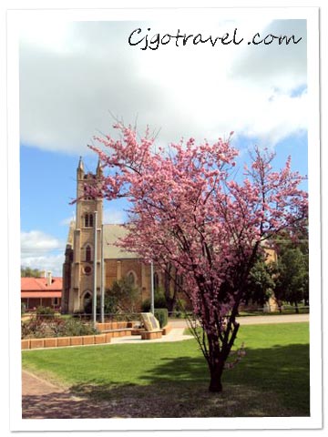 Cherry Blossom York Town, Australia