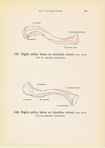 humerus bone anatomy. Right COLLAR Bone and Humerus