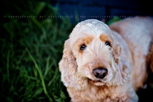 Cheeky Cocker Spaniel Buddy by twoguineapigs pet photography, dog portrait