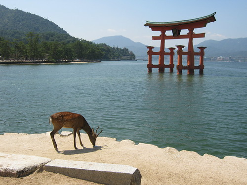 Grazing (posing?) with the torii in the background.