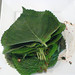 Reinier's  perilla leaf kimchi (kkaennip kimchi)
