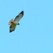 Short-tailed Hawk Light Morph 20100108