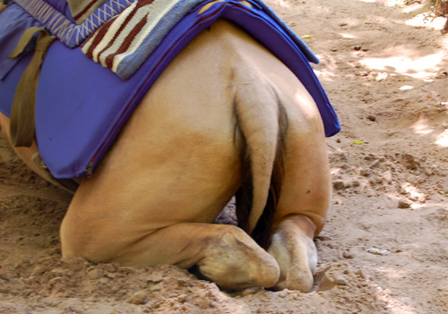 Camel's ass