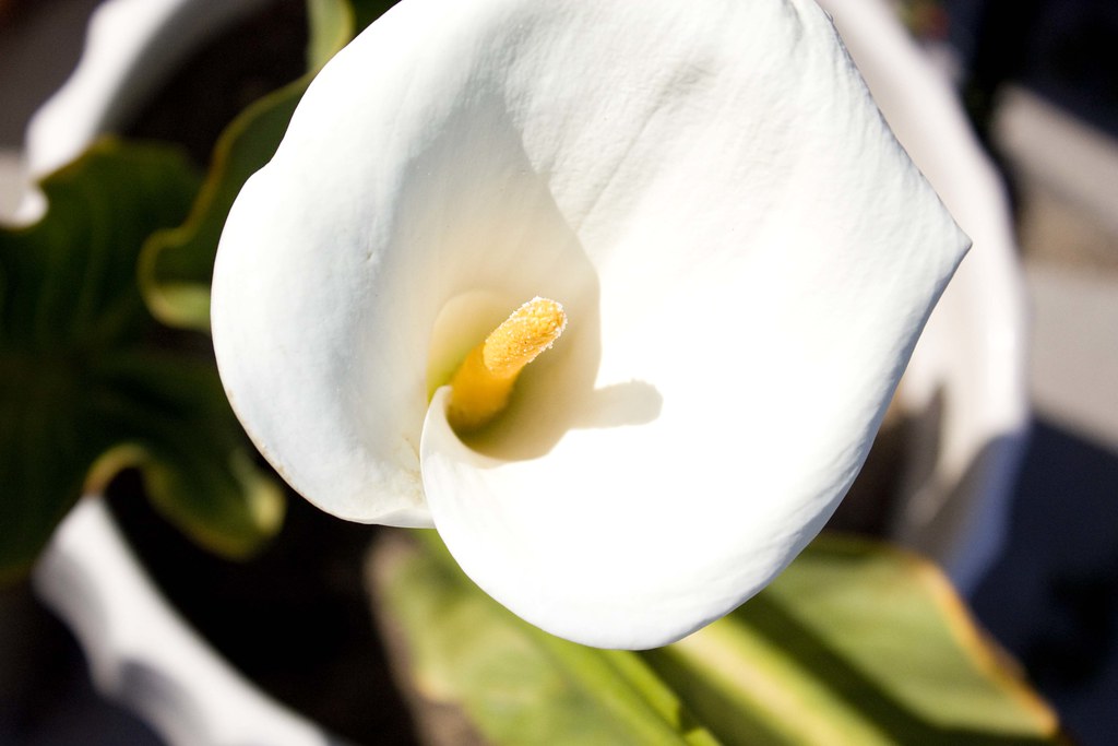 white lily in a white pot