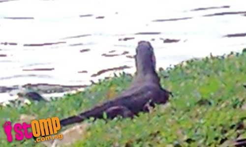 Could this be a Komodo Dragon at Jurong Lake? 
