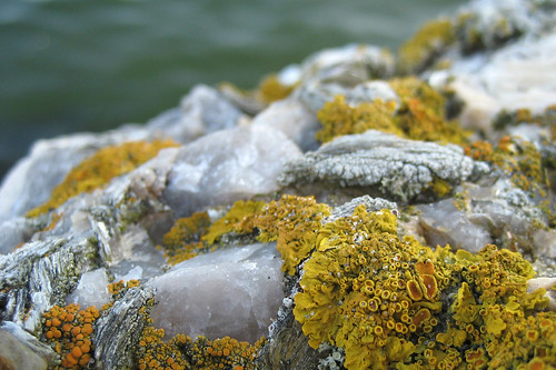 Yellow Lichens on Quartz Conglomerate