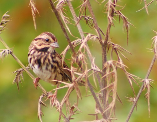 song sparrows