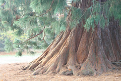 The Old Tree - Original