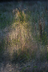 Last light in Winter Grass