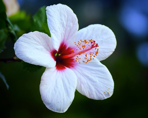  Hibiscus flower 