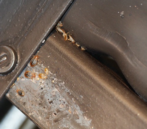 Bed bugs on a bed rail frame (photo) - Bedbugger.com