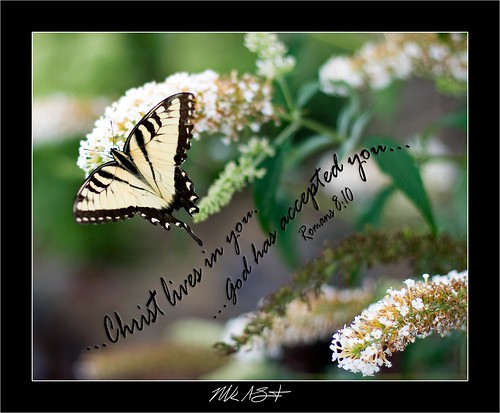 Butterfly on White Butterfly Bush - Romans 8:10 (black frame)