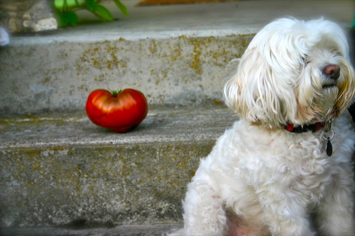 Still life: tomato with dog (adorable dog, right?)