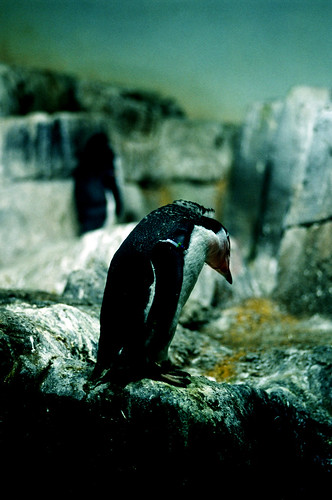 central park zoo animals. Penguin, Central Park Zoo