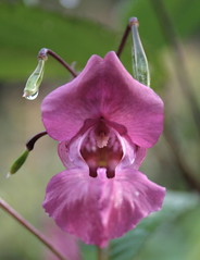 ironbridge day 3 03 orchid