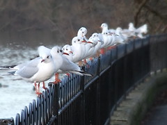 Profocus Seagulls