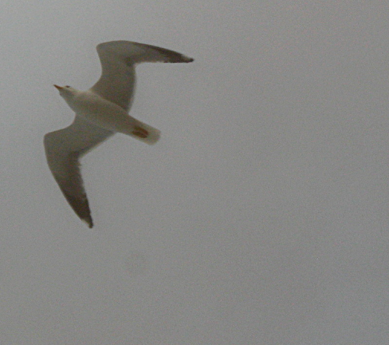 12-12-2009-seagulls4