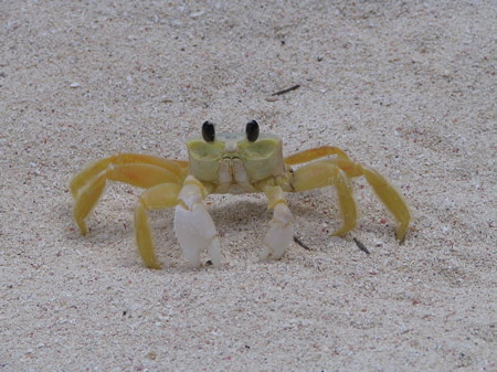 GTC (Good Tourist Crab) sat still for picture taking!