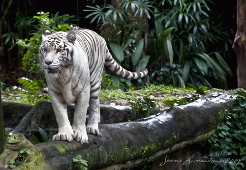 Jeremie Lumandong님이 촬영한 White Tiger.