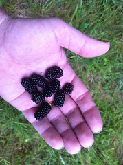  Blackberry Snack 