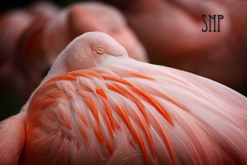. flamingo .