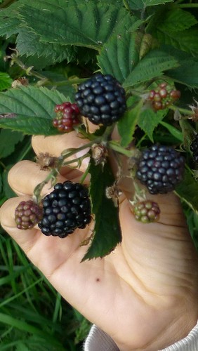 Blackberries are here! by you.