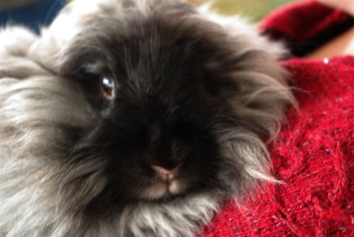 German Angora