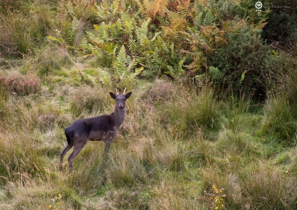 Young stag in the quarry