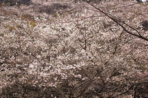 満開の四季桜