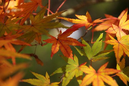 紅葉 / maple leaves