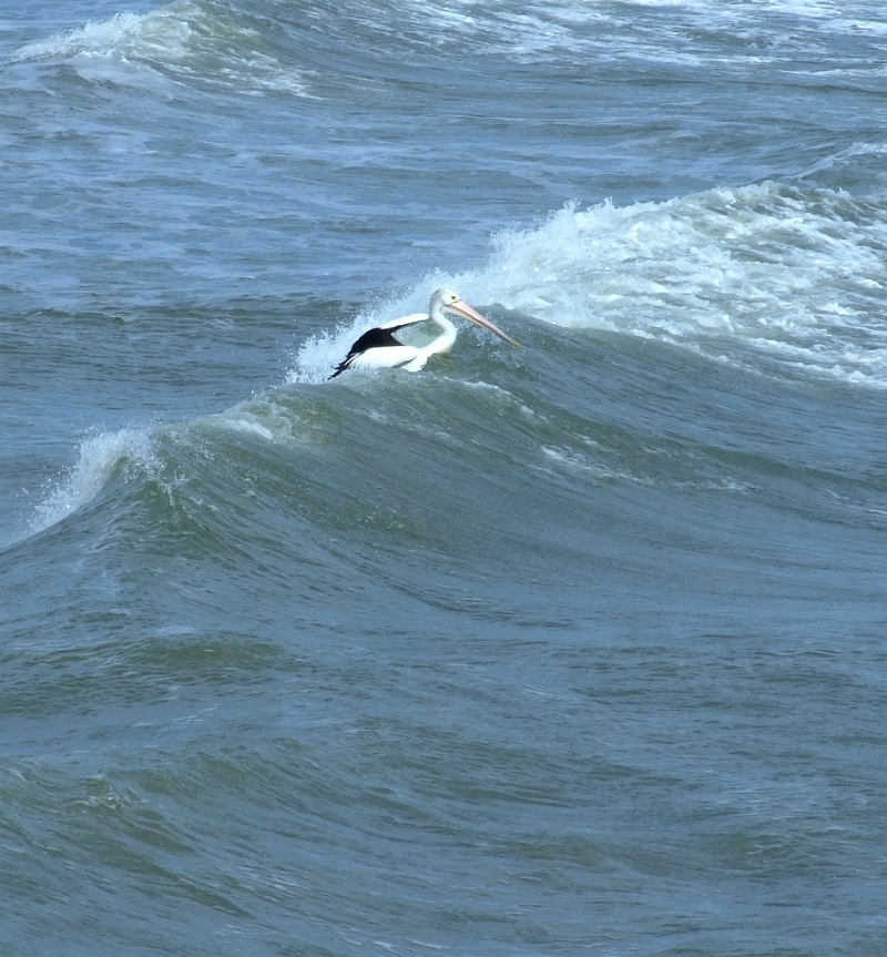pelican in surf 02