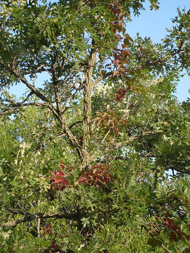 Autumning Oak
