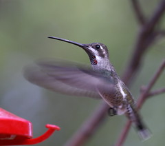 Plain-capped Starthroat, Patagonia: August 12, 2009. Courtesy Chris West.