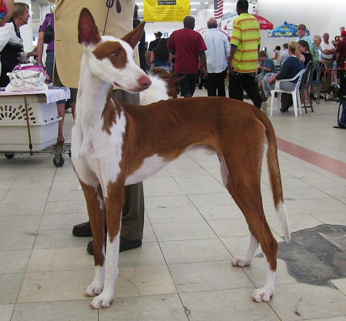 romagna water dog. Spanish Water Dog, Perro de