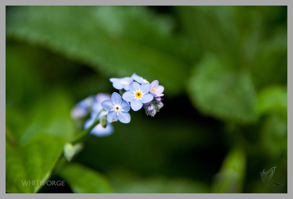Little blue flower in Sherbrooke Forest